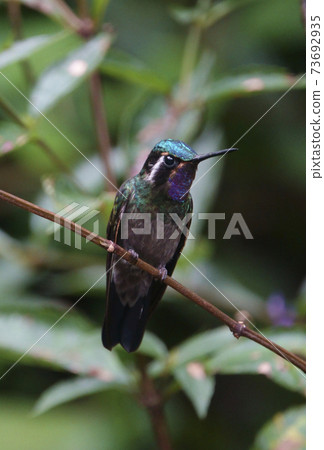 Fujino Dorohime Hummingbird 73692935