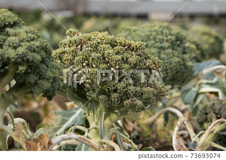 Broccoli left in the field for seed collection 73693074