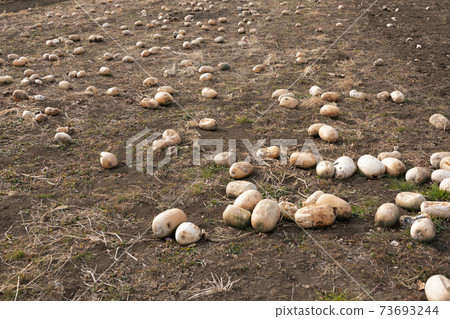 Abandoned winter melon 73693244