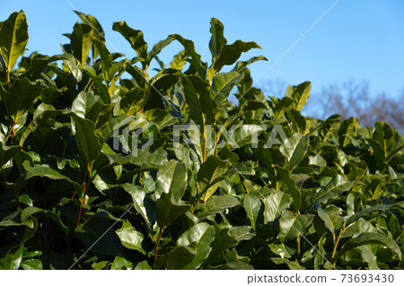 Tea leaves Tea leaves 73693430