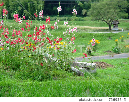 東廣島西條盆地的田園風光 73693845