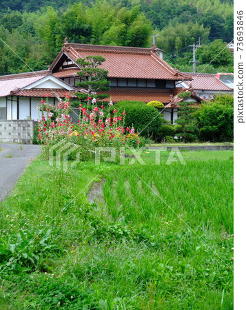 Rural scenery of Higashihiroshima Saijo Basin, scenery with private houses with red tiles Rural scenery of Higashihiroshima Saijo Basin, scenery with private houses with red tiles 73693846