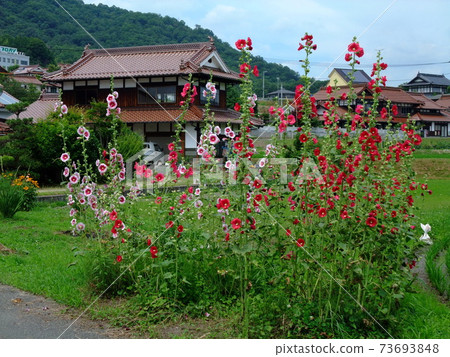 東廣島西條盆地的田園風光，紅磚砌成的民房風光 73693848