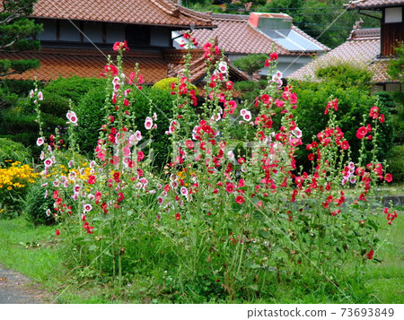東廣島西條盆地的田園風光，紅磚砌成的民房風光 73693849
