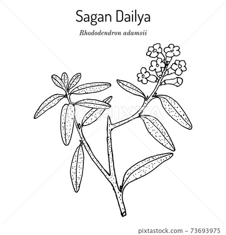 Saagan Dailya Rhododendron adamsii , medicinal plant Saagan Dailya Rhododendron adamsii , medicinal plant 73693975