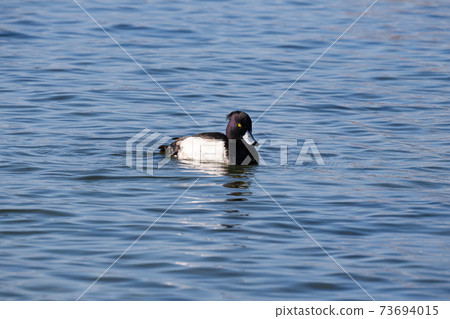 Tufted duck over the winter in Lake Biwa 73694015