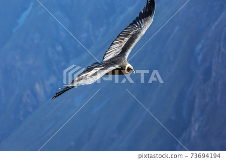 Condor Condor 73694194
