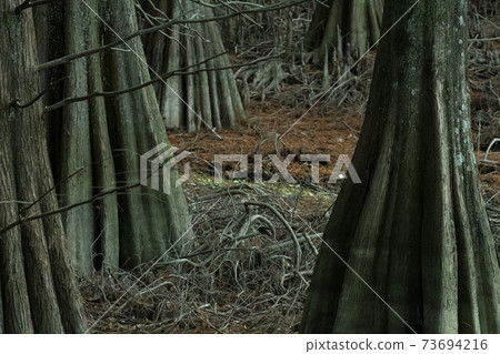 Fantastic nine great forest 73694216