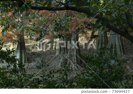 神奇的九大森林 73694427