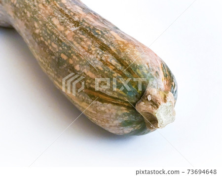 Up of the vine side of the crane-necked pumpkin (vine-necked pumpkin, vine pumpkin) Up of the vine side of the crane-necked pumpkin (vine-necked pumpkin, vine pumpkin) 73694648