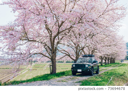 沿著一排櫻花樹行駛的汽車 沿著一排櫻花樹行駛的汽車 73694678
