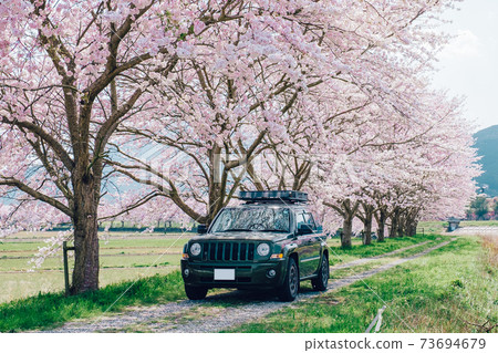 沿著一排櫻花樹行駛的汽車 沿著一排櫻花樹行駛的汽車 73694679
