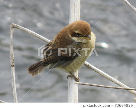 Wild birds on the Shingashi River 73694859