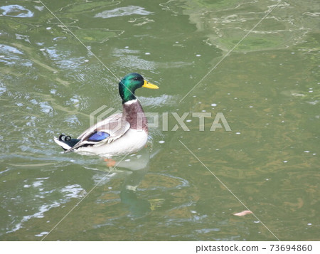 Wild birds on the Shingashi River 73694860