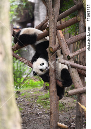 Good friend baby panda Good friend baby panda 73695815