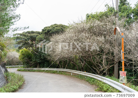 Plum blossom road in Oshittai Plum blossom road in Oshittai 73697009