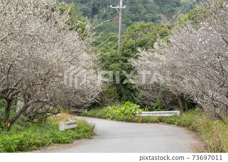 Plum blossom road in Oshittai Plum blossom road in Oshittai 73697011