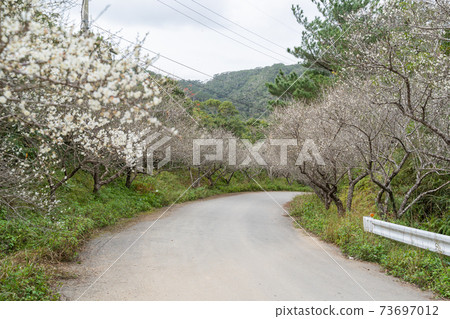 Plum blossom road in Oshittai Plum blossom road in Oshittai 73697012