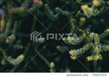close up photograph of a plant next to the delta del ebro beach 73697459