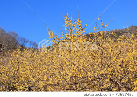 筑波山 筑波山 73697483