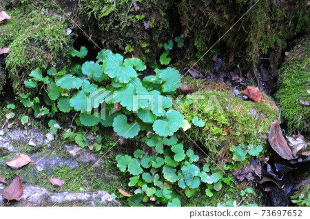 Gangwon-do, Samcheok-si, Mugeon-ri, Moss Falls 73697652