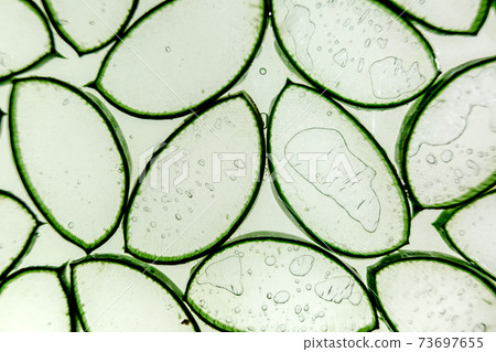 Aloe vera slice texture background. Medicinal... - Stock Photo [73697655] -  PIXTA