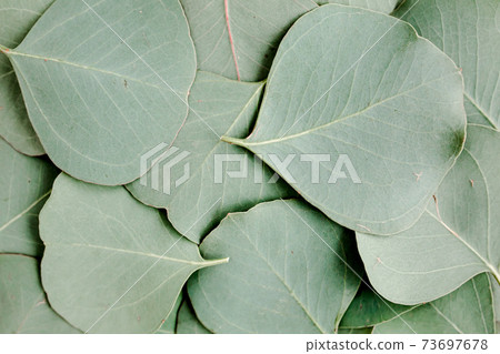 Background, Texture made of green eucalyptus leaves. Flat lay, top view Background, Texture made of green eucalyptus leaves. Flat lay, top view 73697678