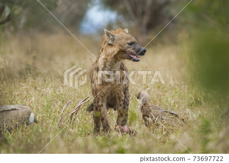 Hyena eating, Africa Hyena eating, Africa 73697722