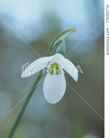 Neat snowdrop Neat snowdrop 73698716