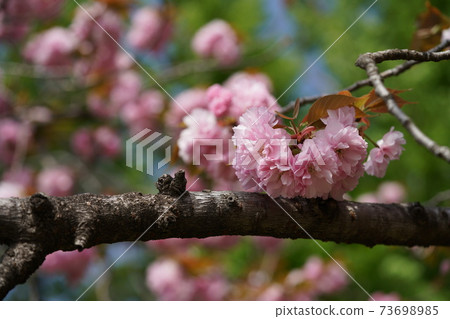 Double cherry blossoms Double cherry blossoms 73698985
