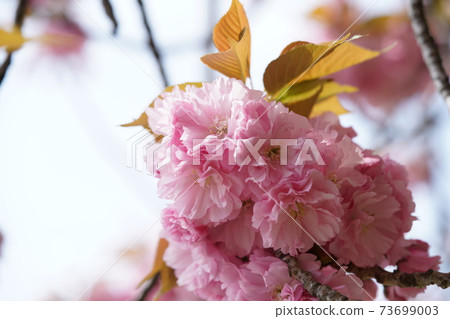 雙櫻花 雙櫻花 73699003