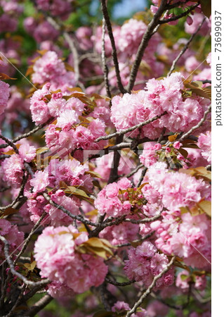 Double cherry blossoms 73699037