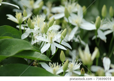 Hermaphrodite Hermaphrodite 73699059