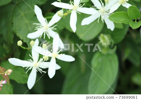 山人草 山人草 73699061