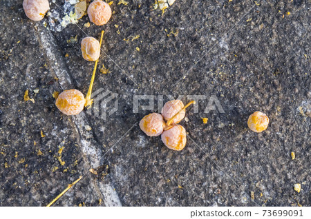 銀杏 銀杏 73699091