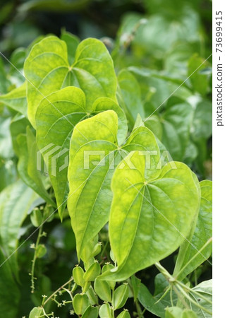 Leaves of the place 73699415