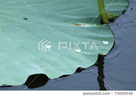 荷葉 73699548