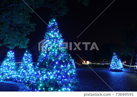 Christmas tree  73699591