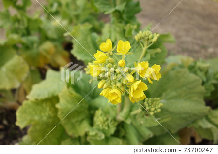強姦開花 強姦開花 73700247