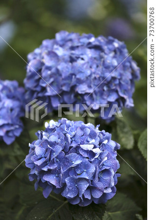 Hakusan寺廟的八仙花屬在東京都文京區 73700768