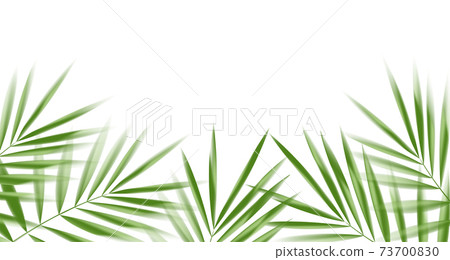 Coconut leaves on white background with... - Stock Illustration [73700830]  - PIXTA