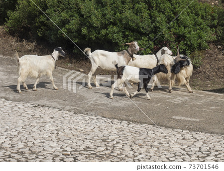close up herd of goats walking in the middle of the asphalt road in Supramonte Mountains. Sardinia, Italy, summer. close up herd of goats walking in the middle of the asphalt road in Supramonte Mountains. Sardinia, Italy, summer. 73701546