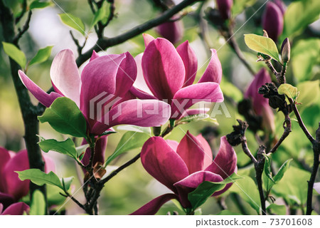 Magnolia spring flowers 73701608