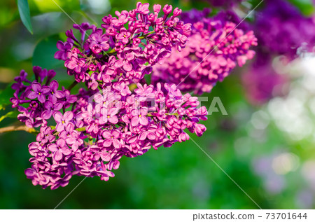 Spring lilac flowers 73701644