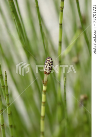 Water horsetail 73701723