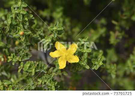 Balearic St Johns-wort 73701725