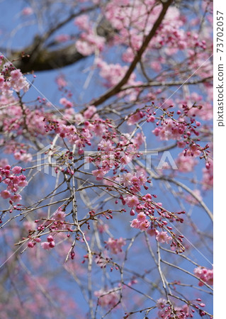Cherry blossoms (Yae) Cherry blossoms (Yae) 73702057