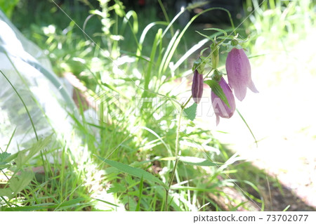 Firefly black flower 73702077