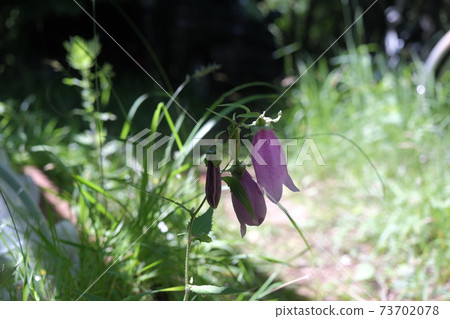 Firefly black flower Firefly black flower 73702078
