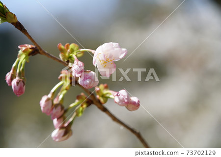 Sakura (Sano Sakura) Sakura (Sano Sakura) 73702129
